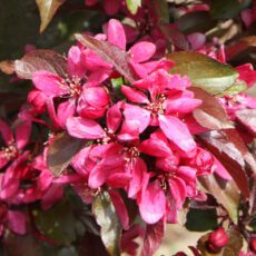 5038838004056 1 Malus X Moe Profusion Improved 12l.JPG